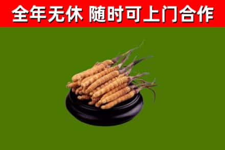 毕节市烟酒回收冬虫夏草.jpg